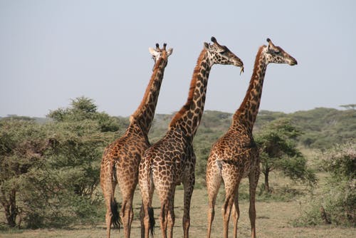 土地上的三头长颈鹿 · 免费素材图片