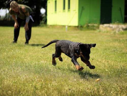 黑色和棕褐色罗威纳幼犬在草坪上运行 · 免费素材图片