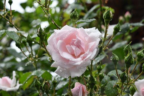 粉红玫瑰 · 免费素材图片