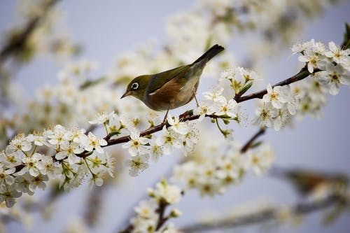 白花上的绿色和白色鸟 · 免费素材图片