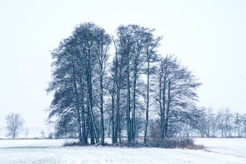 冬季树木 · 免费素材图片