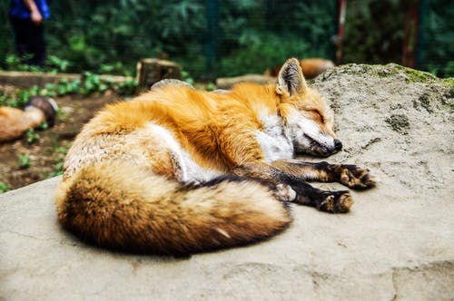 躺在岩石上的狐狸 · 免费素材图片