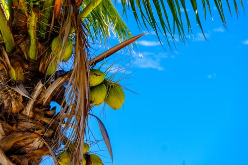 椰子椰子树 · 免费素材图片