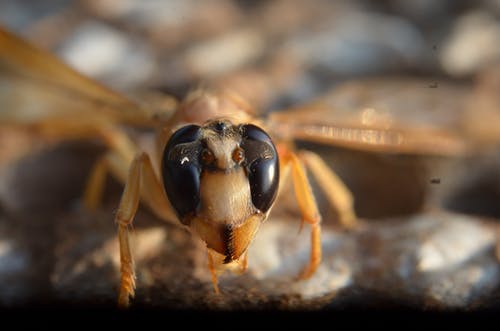 棕色和黑色昆虫的选择性聚焦摄影 · 免费素材图片