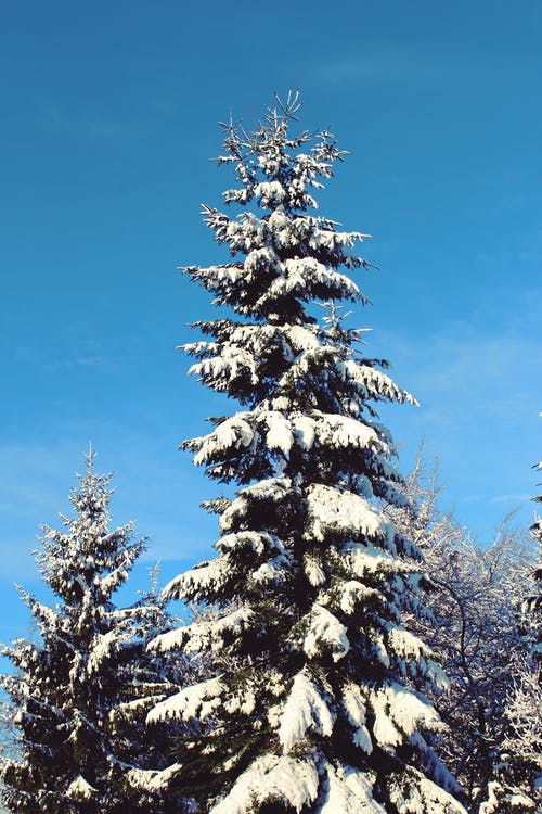 大雪覆盖的松树 · 免费素材图片