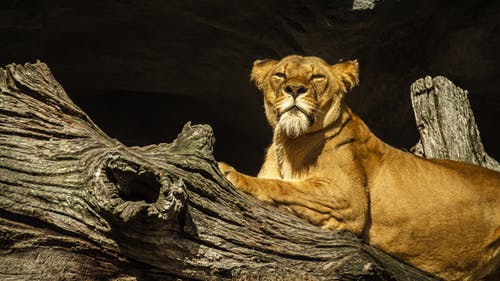浮木上的母狮 · 免费素材图片