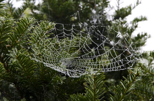 绿叶树上的蜘蛛网 · 免费素材图片