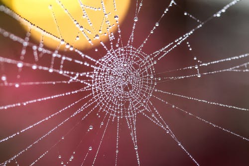 湿蜘蛛网 · 免费素材图片