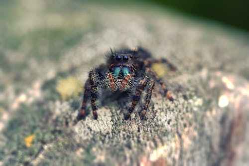 跳跃蜘蛛的选择性聚焦摄影 · 免费素材图片