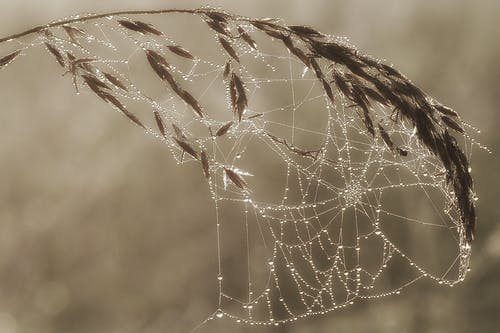 小麦上的蜘蛛网 · 免费素材图片