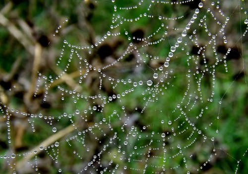 蜘蛛网上的水滴 · 免费素材图片