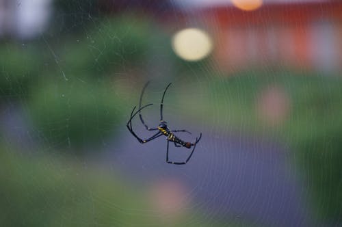 Argiope蜘蛛的微距摄影 · 免费素材图片