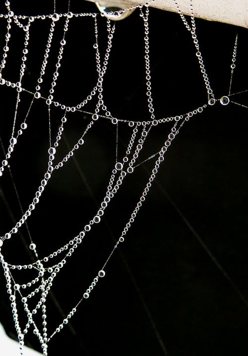 蜘蛛网上的露珠的特写摄影 · 免费素材图片