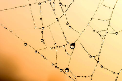 蜘蛛网与露水矢量艺术 · 免费素材图片