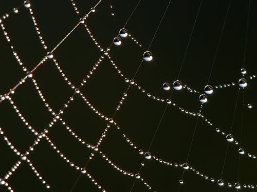 蜘蛛网上的水露 · 免费素材图片
