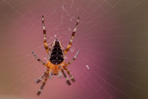 谷仓蜘蛛在蜘蛛网上的宏观摄影 · 免费素材图片