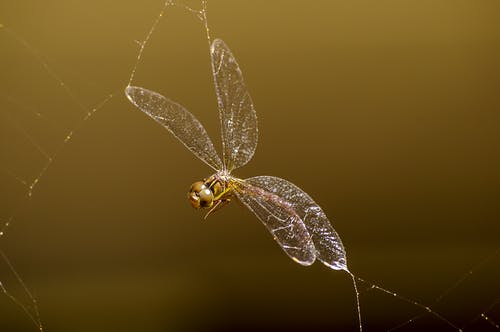 布朗darnersfly的微距摄影 · 免费素材图片