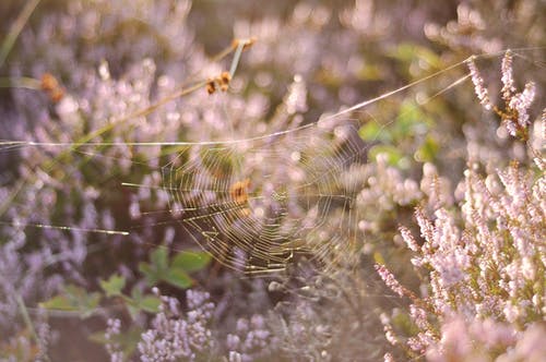 在特写摄影花场上的白色蜘蛛网 · 免费素材图片