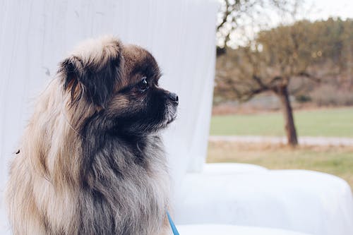 Tan Pekingese · 免费素材图片