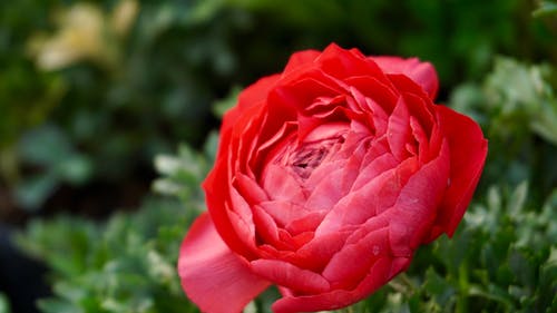 红花植物 · 免费素材图片