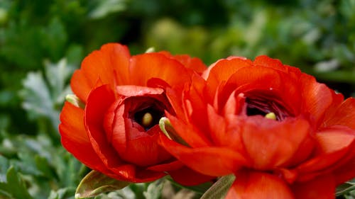 橙花的选择性聚焦摄影 · 免费素材图片