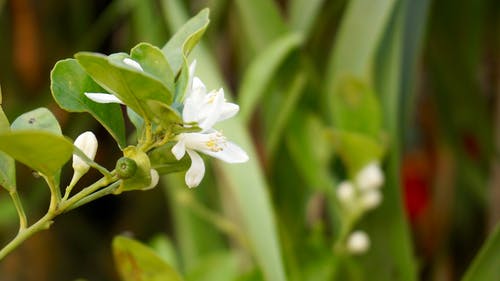 白花植物 · 免费素材图片