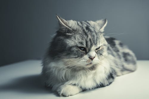 银虎斑猫 · 免费素材图片