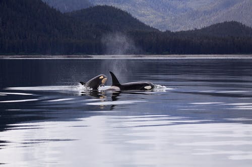 湖上诱捕的两个杀人鲸 · 免费素材图片