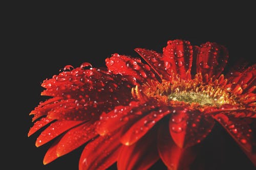 红色花与水滴 · 免费素材图片