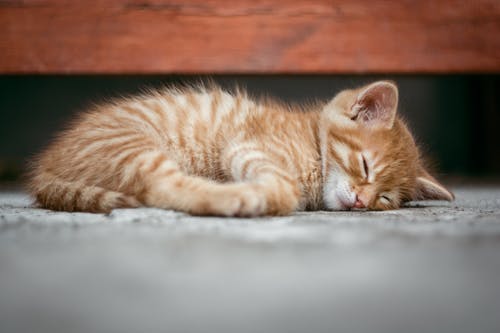 躺在地板上的橙色虎斑猫 · 免费素材图片