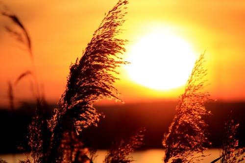 太阳附近草的低角度摄影 · 免费素材图片