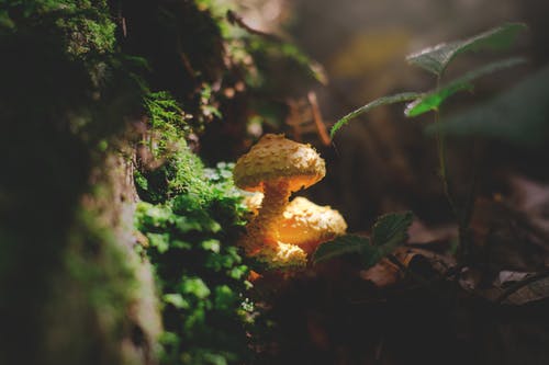 苔藓旁边的黄色蘑菇 · 免费素材图片