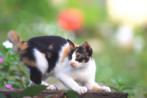 印花布猫在木头上的选择性聚焦摄影 · 免费素材图片