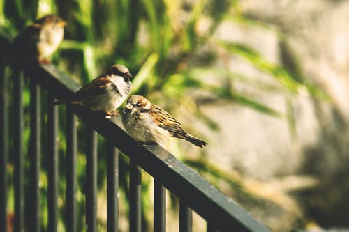 栏杆上的两只棕色麻雀的选择性聚焦摄影 · 免费素材图片