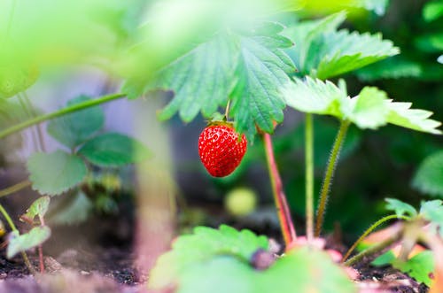 红色草莓果实的选择性聚焦摄影 · 免费素材图片