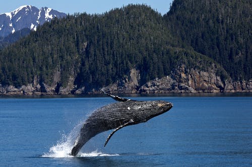 灰鲸 · 免费素材图片
