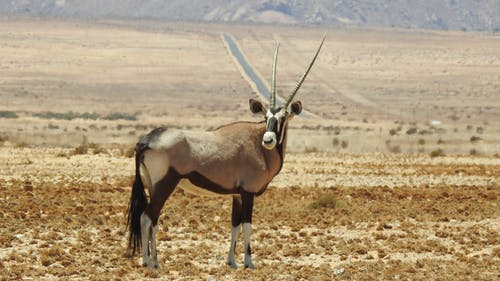 沙漠上的棕色和黑色羚羊 · 免费素材图片