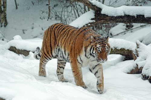 老虎在雪地上 · 免费素材图片
