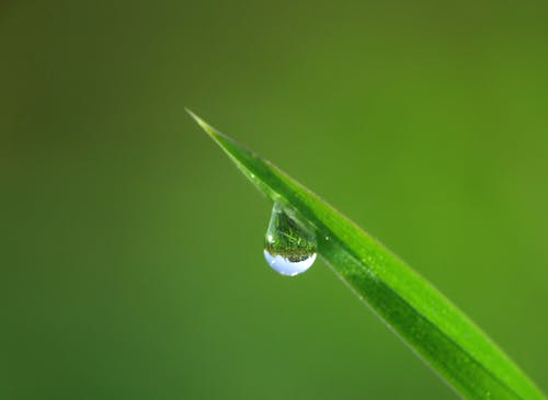 露水沾在叶子上 · 免费素材图片