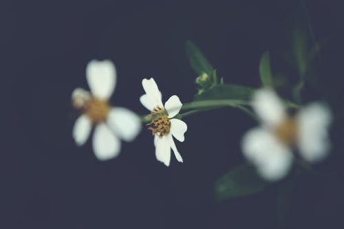选择性聚焦摄影中的白色花瓣花 · 免费素材图片