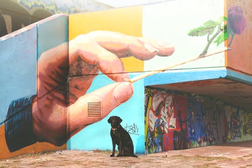 坐在墙壁艺术附近的短涂黑狗 · 免费素材图片