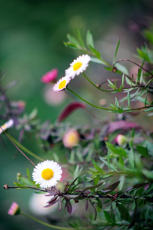 白色花瓣花朵的选择性聚焦摄影 · 免费素材图片