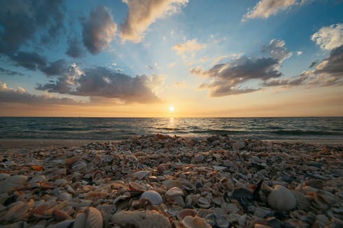 海岸线上的贝壳 · 免费素材图片
