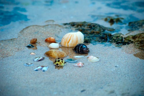 水上的贝壳 · 免费素材图片
