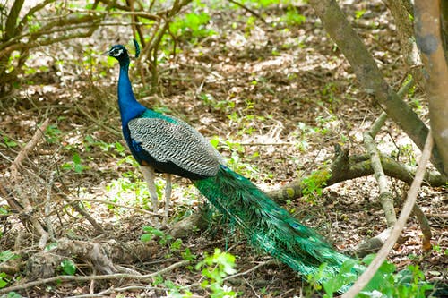 森林里的绿色和蓝色孔雀 · 免费素材图片