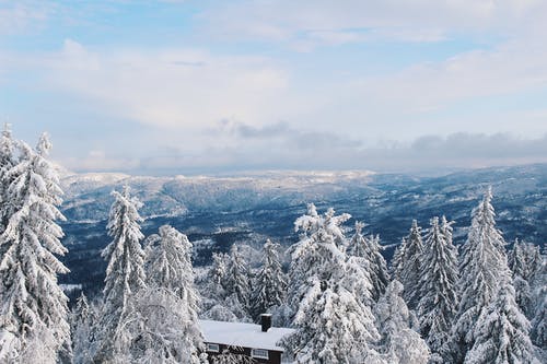 大雪覆盖的树木 · 免费素材图片