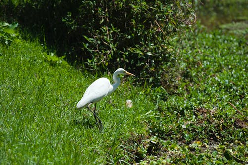 在绿色草地上的白鹤鸟 · 免费素材图片