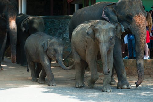 五只大象 · 免费素材图片