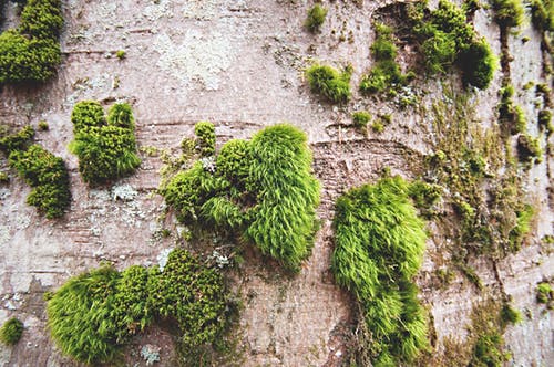 苔藓树 · 免费素材图片