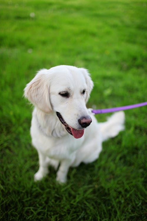 坐在草地上的成年奶油金毛寻回犬 · 免费素材图片